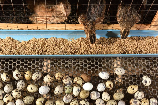 Перепелов и яиц в клетке на ферме — стоковое фото