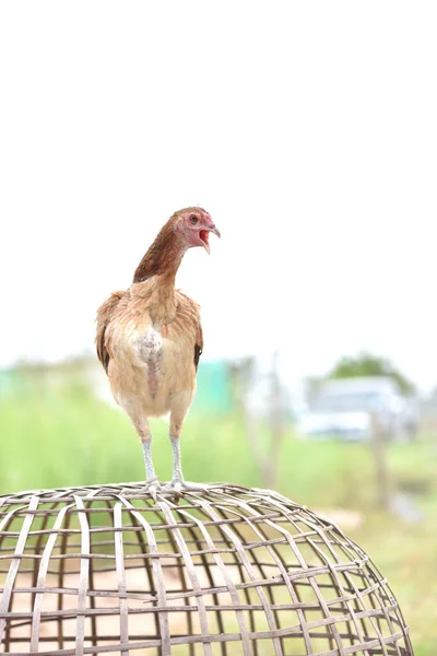 Tailandesa pollo de pie en el gallinero marrón en la granja —  Fotos de Stock
