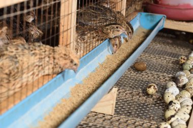 bıldırcınlar ve yumurta bir çiftlikte bir kafeste