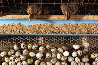 bıldırcınlar ve yumurta bir çiftlikte bir kafeste