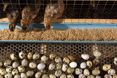 bıldırcınlar ve yumurta bir çiftlikte bir kafeste