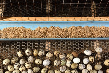 bıldırcınlar ve yumurta bir çiftlikte bir kafeste