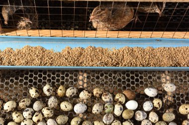 bıldırcınlar ve yumurta bir çiftlikte bir kafeste