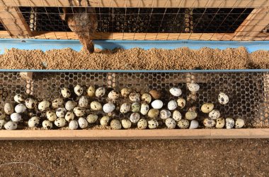 bıldırcınlar ve yumurta bir çiftlikte bir kafeste