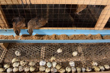 bıldırcınlar ve yumurta bir çiftlikte bir kafeste