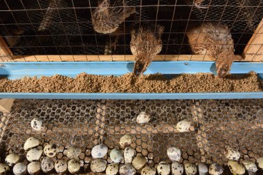 bıldırcınlar ve yumurta bir çiftlikte bir kafeste