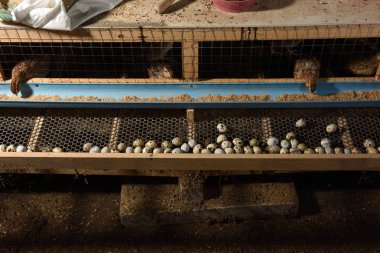 bıldırcınlar ve yumurta bir çiftlikte bir kafeste