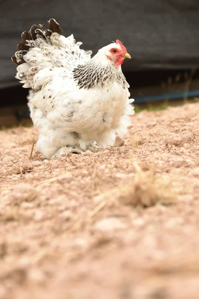 Olbrzym Kurczaka Brahma Stojący Ziemi Terenie Gospodarstwa — Zdjęcie stockowe