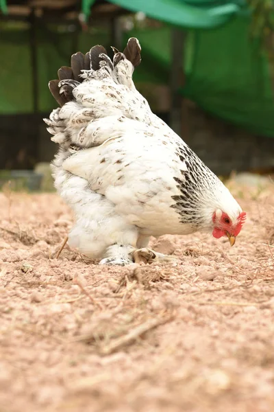 Olbrzym Kurczaka Brahma Stojący Ziemi Terenie Gospodarstwa — Zdjęcie stockowe