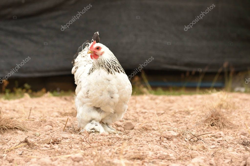Pollo gigante Brahma de pie en el suelo en el área de la granja 2022