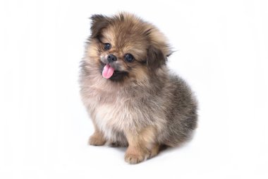 Pekingese köpek duran beyaz arka plan üzerinde sevimli yavru Pomeranian karışık doğurmak.