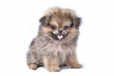 Pekingese köpek duran beyaz arka plan üzerinde sevimli yavru Pomeranian karışık doğurmak.