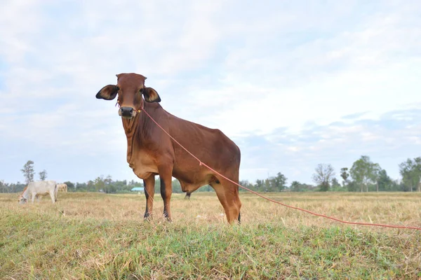 The cow is standing in a beautiful field.