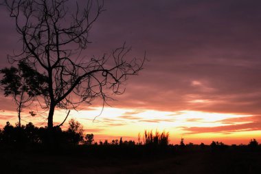 ağaca gündoğumu silüeti güzel ve bulutlu yapıldı..