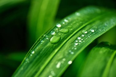 çiğ çimenlerin üzerinde ne zaman gün batımını