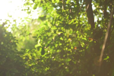 güzel doğal yeşil yaprak ve soyut bokeh ışık arka plan bulanıklık.