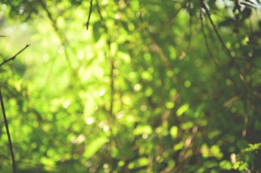 güzel doğal yeşil yaprak ve soyut bokeh ışık arka plan bulanıklık.