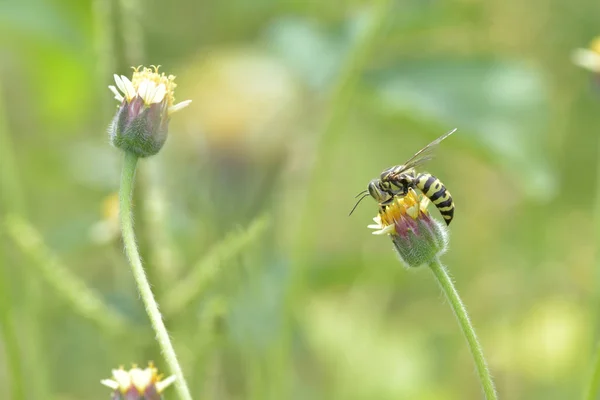 Jaqueta Amarela Vespa Empoleirada Bela Flor — Fotografia de Stock