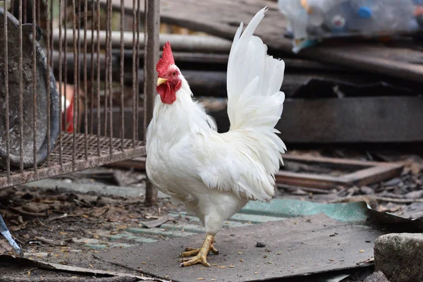 Tajski Kurczak Stojak Stare Drewno — Zdjęcie stockowe