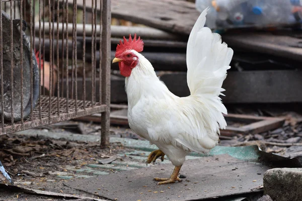 Tajski Kurczak Stojak Stare Drewno — Zdjęcie stockowe
