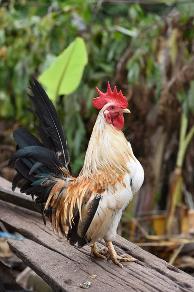 Tajski Kurczak Stanąć Stare Drewno Blok — Zdjęcie stockowe