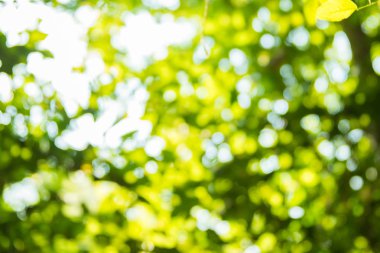 güzel doğal yeşil yaprak ve soyut bokeh ışık arka plan bulanıklık.