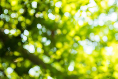 güzel doğal yeşil yaprak ve soyut bokeh ışık arka plan bulanıklık.