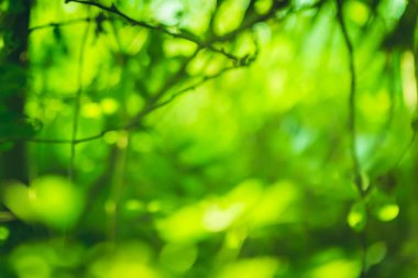 güzel doğal yeşil yaprak ve soyut bokeh ışık arka plan bulanıklık.