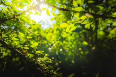 güzel doğal yeşil yaprak ve soyut bokeh ışık arka plan bulanıklık.