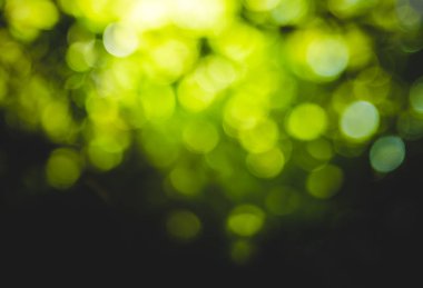 güzel doğal yeşil yaprak ve soyut bokeh ışık arka plan bulanıklık.