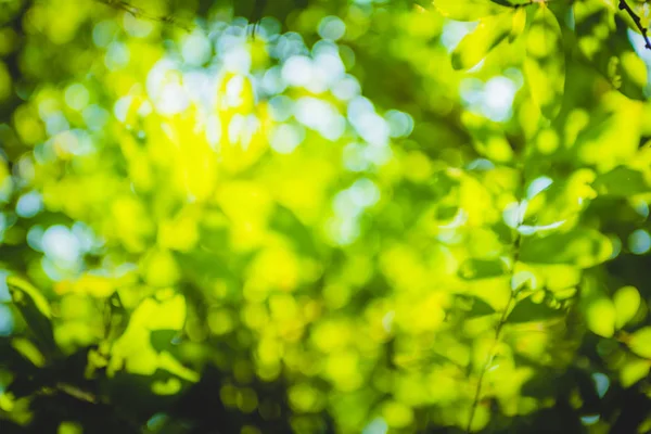 güzel doğal yeşil yaprak ve soyut bokeh ışık arka plan bulanıklık.