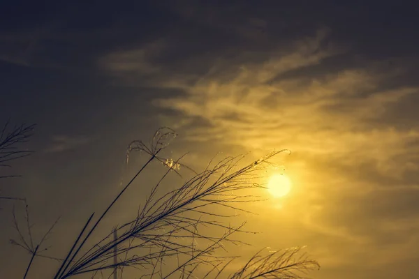 Sonnenuntergang Licht Durch Feld Von Gras Eine Spinne Und Spinnweben — Stockfoto