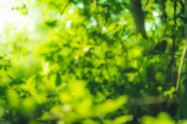 güzel doğal yeşil yaprak ve soyut bokeh ışık backg bulanıklığı