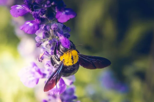 Carpenter Bee perched on the beautiful flowers in nature