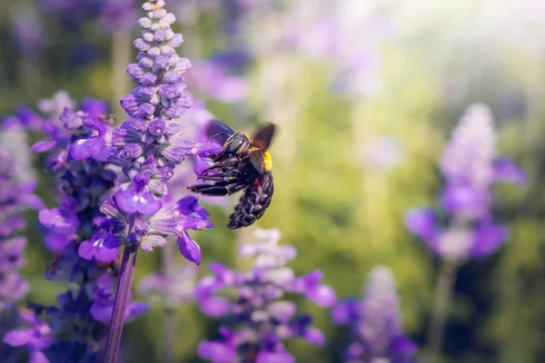 Carpenter Bee are flying to beautiful flowers in nature