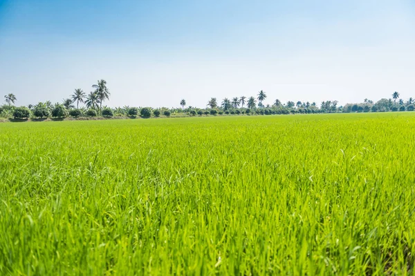 Beautiful rice green in the field a vast area — Stock Photo, Image