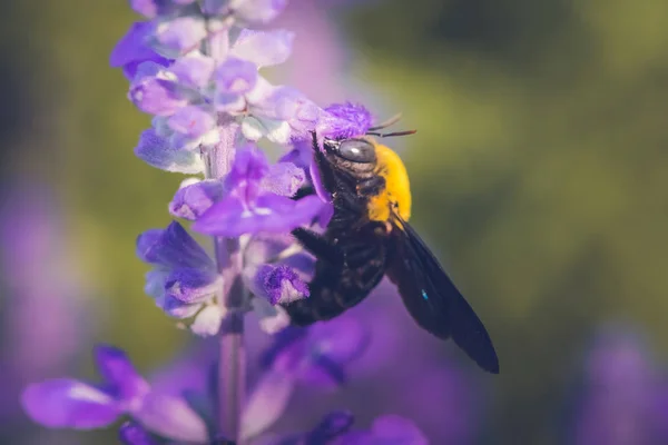 Carpenter Bee perched on the beautiful flowers in nature