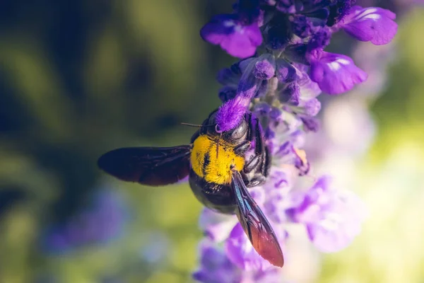 Doğada güzel çiçekler marangoz arı tünemiş — Stok fotoğraf