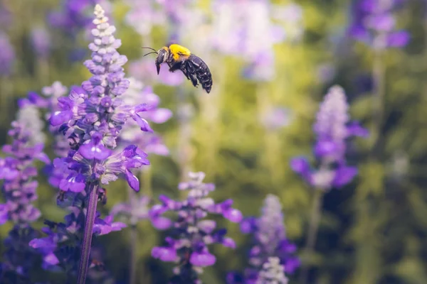 Carpinteiro Abelha estão voando para belas flores na natureza — Fotografia de Stock