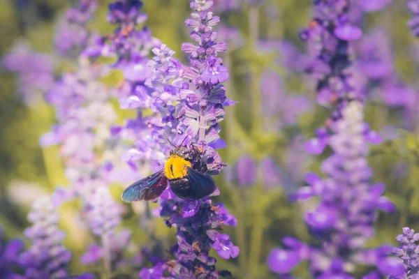 Carpenter Bee perched on the beautiful flowers in nature
