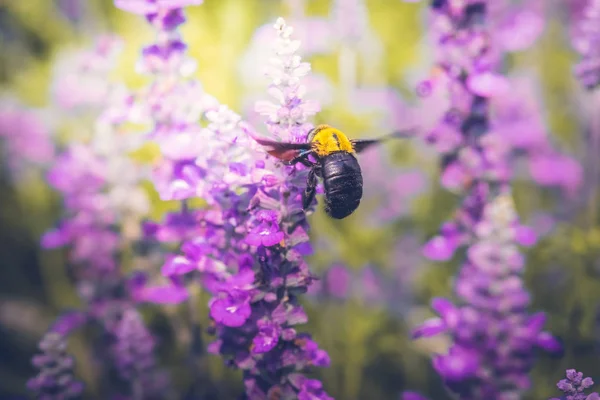 Carpenter Bee stanno volando verso bellissimi fiori in natura — Foto Stock