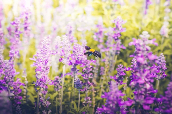 Carpenter Bee are flying to beautiful flowers in nature