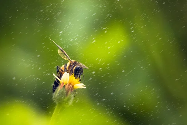 Eine Biene auf der schönen Blume — Stockfoto