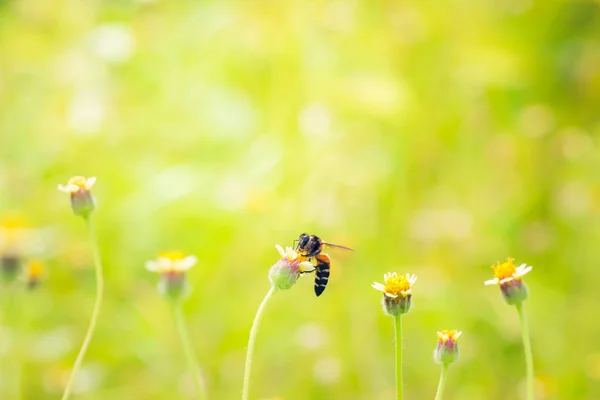 Une abeille perchée sur la belle fleur — Photo