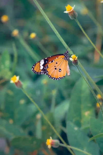 Papillon perché sur le sur une branche — Photo