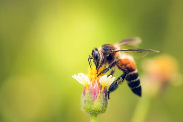 Una abeja encaramada en la hermosa flor — Foto de Stock