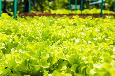 Toksik olmayan organik sebze salata sosları güzel dikim 