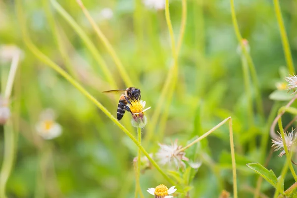 Pszczoła na piękny kwiat — Zdjęcie stockowe