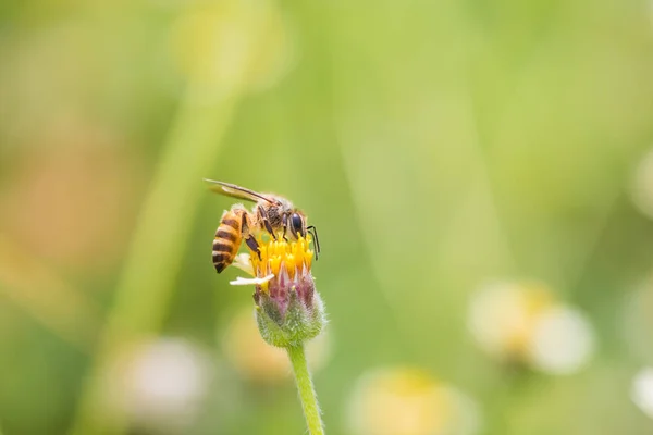 Pszczoła na piękny kwiat — Zdjęcie stockowe