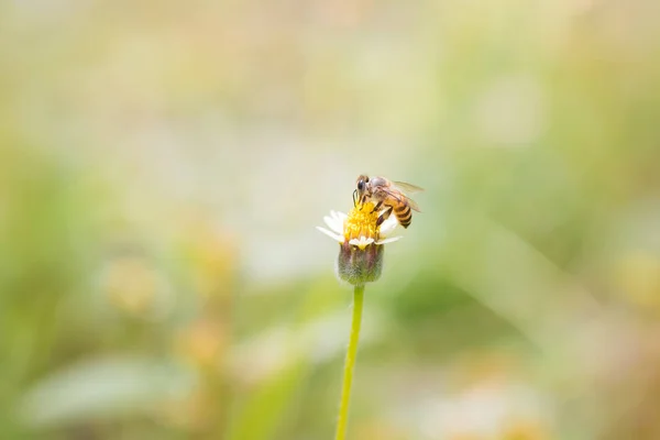 A Bee perched on the beautiful flower — Stock Photo, Image